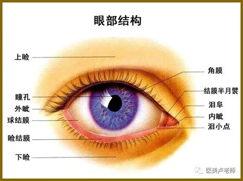 眼睛位置|眼睛構造全分析介紹 